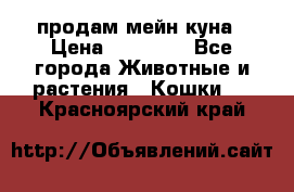 продам мейн куна › Цена ­ 15 000 - Все города Животные и растения » Кошки   . Красноярский край